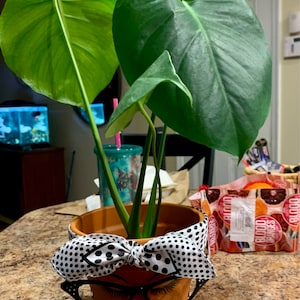 pamela added a photo of their purchase