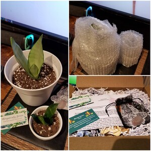 HeartofTreasure added a photo of their purchase