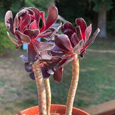 Black Rose 3 Roses 6 Inch Black Beauty Live Succulent Plant Indoor ...