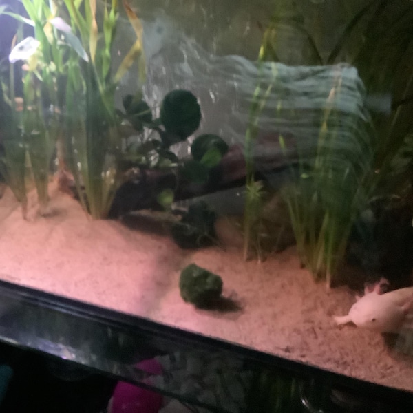 8-Quart Digital Air Fryer