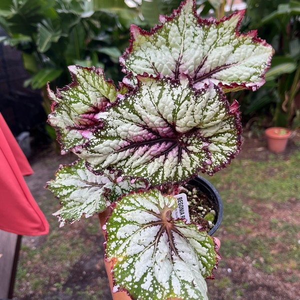 Rex Raptor Blush Rex Begonia 'royal Blush' - Etsy