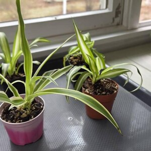 4 Potted Varieties of Spider Plants (chlorophytum Comosum)- Zebra