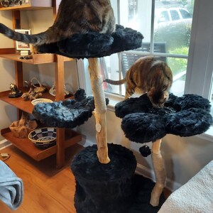 Pat added a photo of their purchase