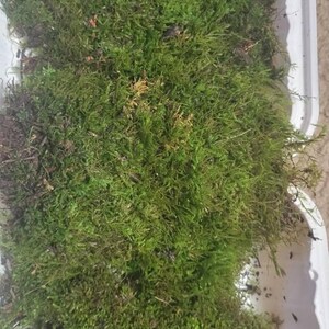 s heeft een foto van zijn/haar aankoop toegevoegd