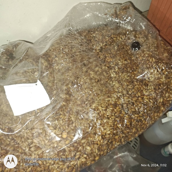 Inoculate and Wait® Brown Rice Flour Based Mushroom Substrate - Etsy