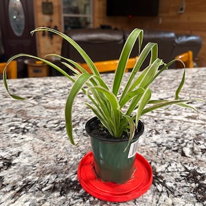 lanabishop added a photo of their purchase