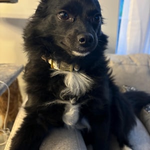 Engraved Dog Collar Personalized With Name Address Number Text Cotton Pet Collar customizable Puppy collar Wizard School Color