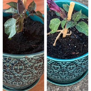 Steph added a photo of their purchase