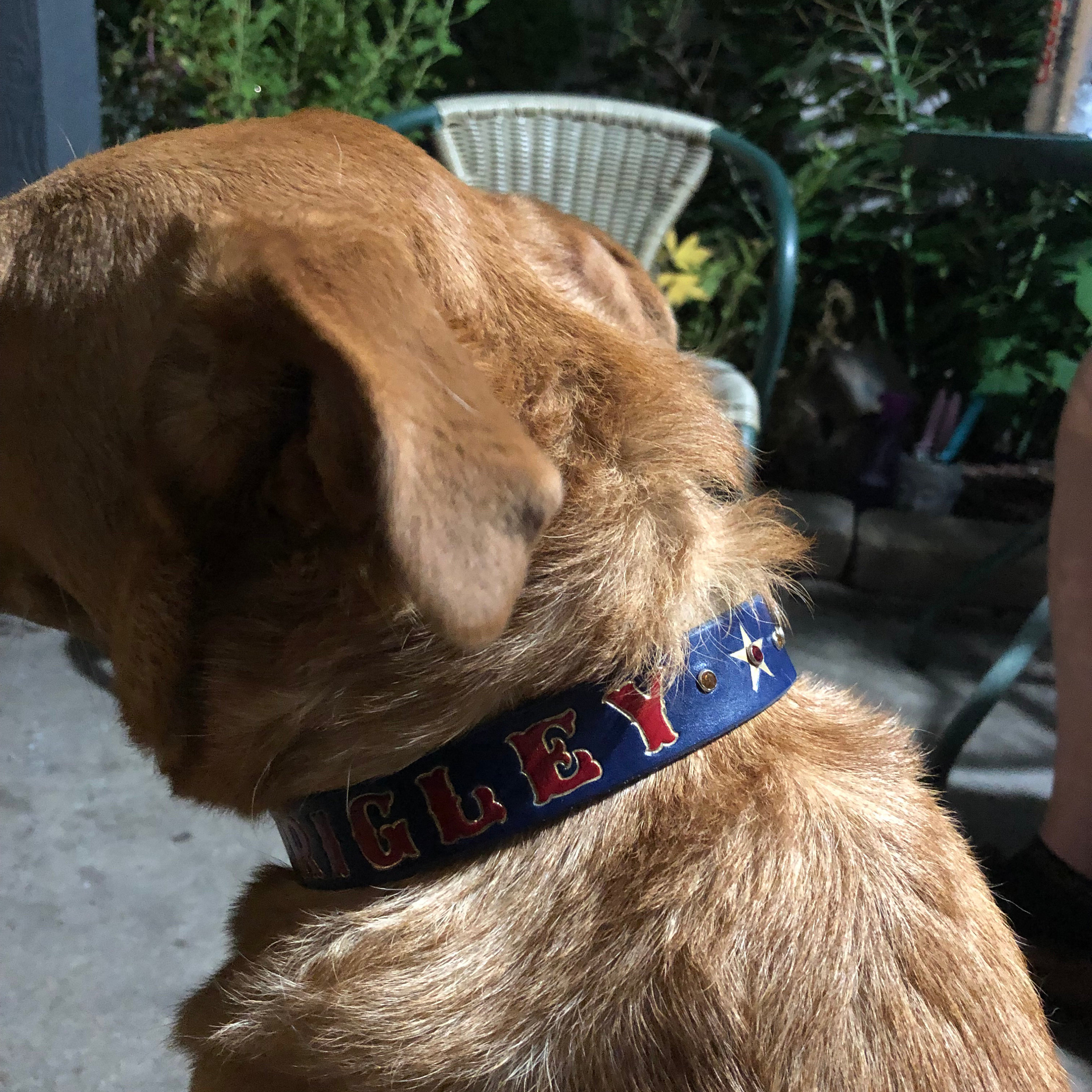 Marine Corps Dog Collar USMC Dog Collars Black Collar | Etsy
