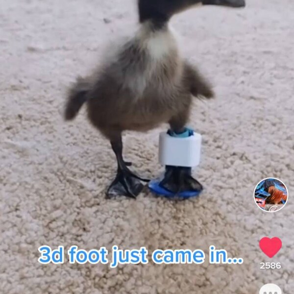 Duck Splint/ Chicken Splints Large-multiple Size Options Available - Etsy