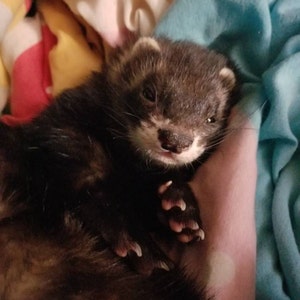 Etsy buyer added a photo of their purchase