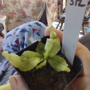 Antonio added a photo of their purchase