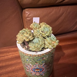 Indri added a photo of their purchase