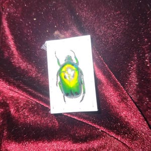 Bee added a photo of their purchase