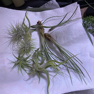 Vaneida added a photo of their purchase