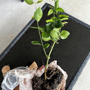 Padmaja added a photo of their purchase