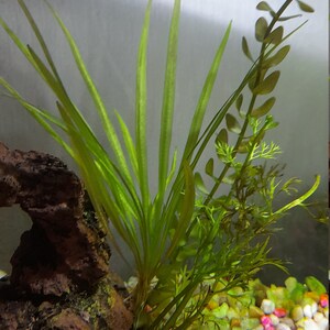 Artificial Moss DARK GREEN Preserved Reindeer Moss for Air | Etsy