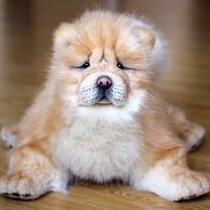 Chow-chow-47cm, Puppy, Dog, OOAK Toys, Realistic Stuffed Dog