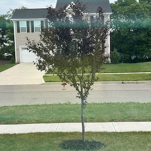 Megan added a photo of their purchase