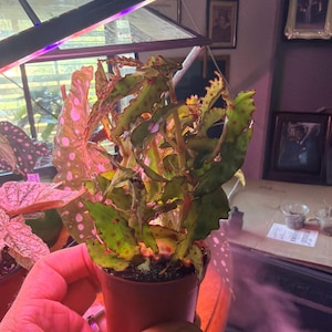 Michael added a photo of their purchase