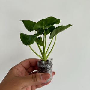 spfranny ha aggiunto una foto del proprio acquisto