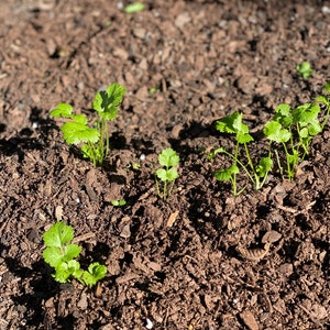 Cuenta inactiva ha añadido una foto de su compra