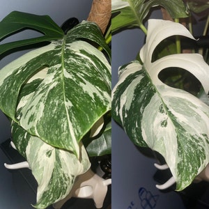 MD added a photo of their purchase
