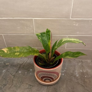 Debbie added a photo of their purchase