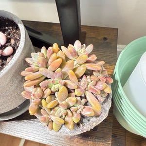 Rare Crested Graptophytum Supreme Succulent | Pink Purple & Green