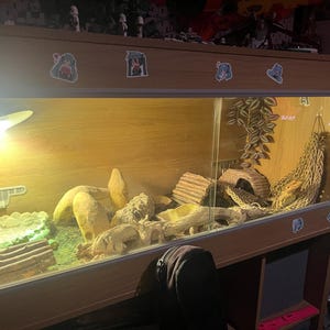 MimikyuLover added a photo of their purchase