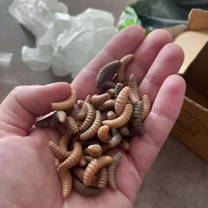 Miko added a photo of their purchase