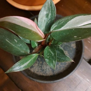 Michelle さんが購入した商品の写真を追加しました