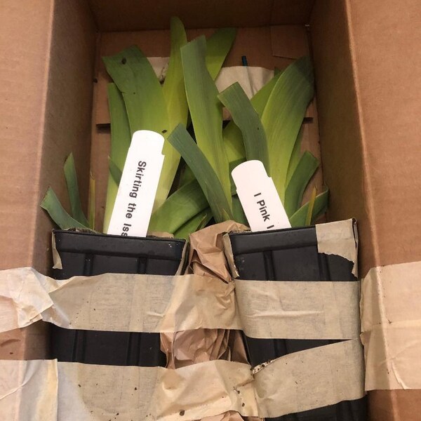 Old Black Magic Iris – Fragrant Ink-Black Perennial, Quart Pot, Zones 4-10