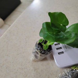 Acquirente Etsy ha aggiunto una foto del proprio acquisto