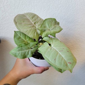 Lisa hat ein Foto des gekauften Artikels hinzugefügt