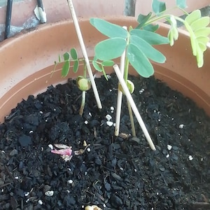Grafted Passionfruit: A Garden Destroyer