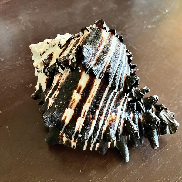 Conch Sea Shell | Garden Quality 6"-8" Conch Shell | Imperfect Conch ...