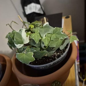 Ivy added a photo of their purchase