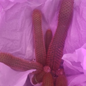 2”, 4", 6”, 8” Pot of Rooted Cleistocactus Winteri Golden Monkey Tail Rat Tail Cactus - Shipped Bare Roots