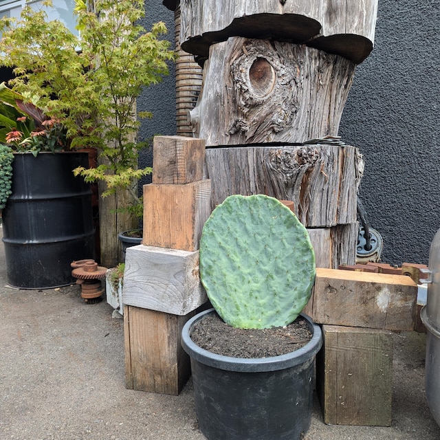 XL Opuntia Robusta, Silver Dollar, Dinner Plate, Nopal Tapon, or