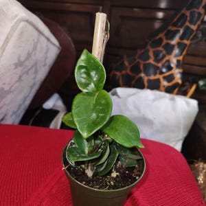 Barbara added a photo of their purchase