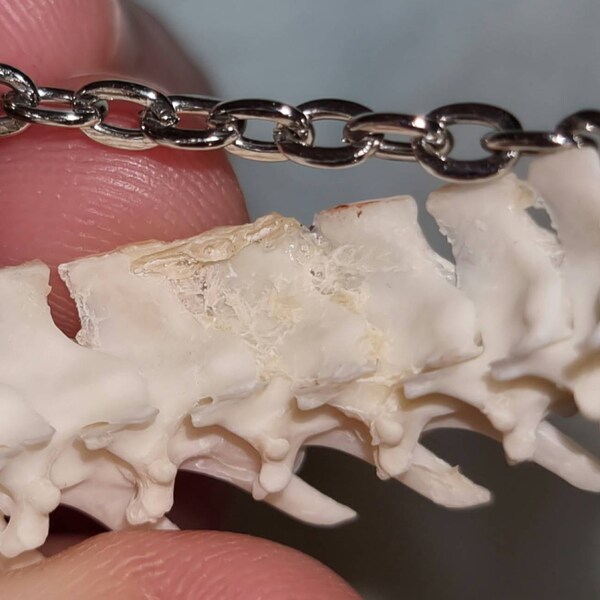 Crescent Moon Python Vertebrae Hoops - Etsy