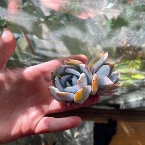 Ali added a photo of their purchase