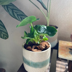 Melina ha aggiunto una foto del proprio acquisto