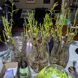 Kevin ha añadido una foto de su compra