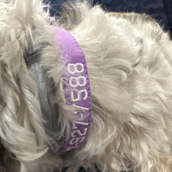 S-XXL Cat Accessories Engraved ID Name Puppy Pet Supplies Dog Collar Reflective Leather Cat Collars – Buy The Best Products In The Online Store - Foto 6