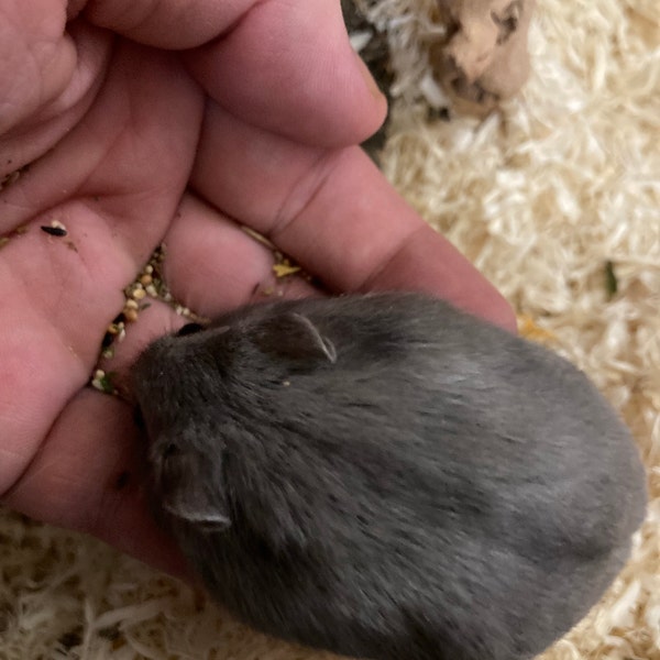 Dwarf Hamster Hay Pellet Ratio Reference: 500G Roborovski Dwarf Hamster Pellet Free Food Mix