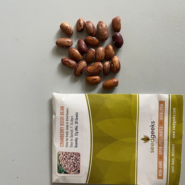 thumbnail image 2 of TomorrowSeeds Pink Cranberry Bean (Taylor) – 20+ Heirloom Seeds For 2025 Planting – Dwarf Taylor Horticultural Bean 2 of 3