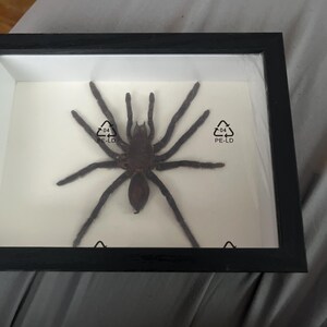 Viliot added a photo of their purchase