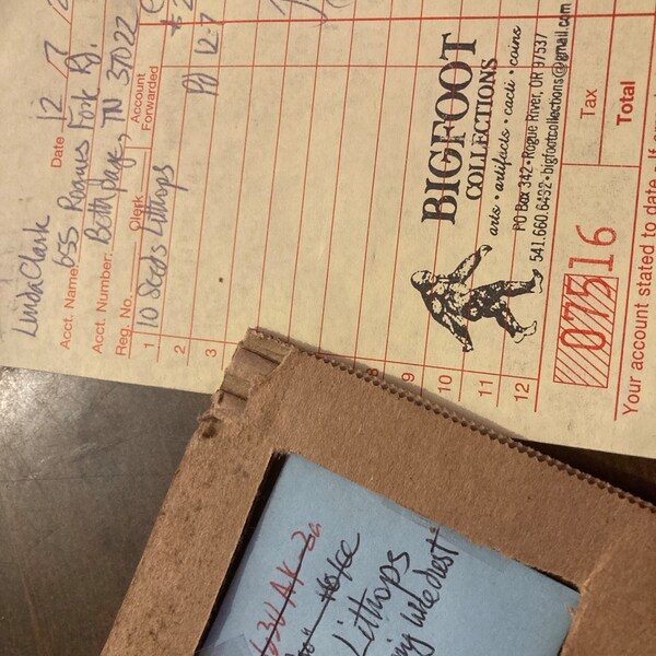 Semi Di Lithops MIX - 50 Semi Piante Grasse Pietre Vive Del Deserto - Cactus Esotico - Foto 9